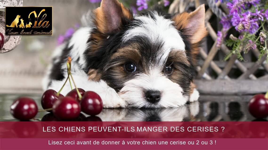 le chien peut-il manger des cerises